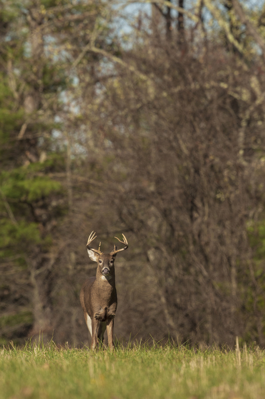Fall Deer_576A1287P.jpg