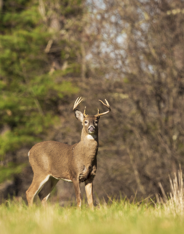 Fall Deer_576A1314P.jpg