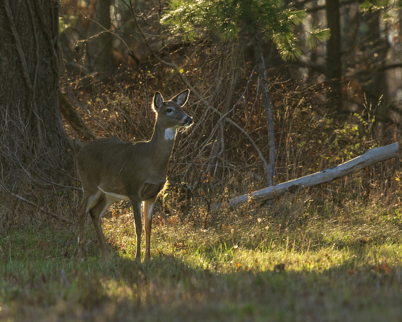 Fall Deer_576A1346P.jpg