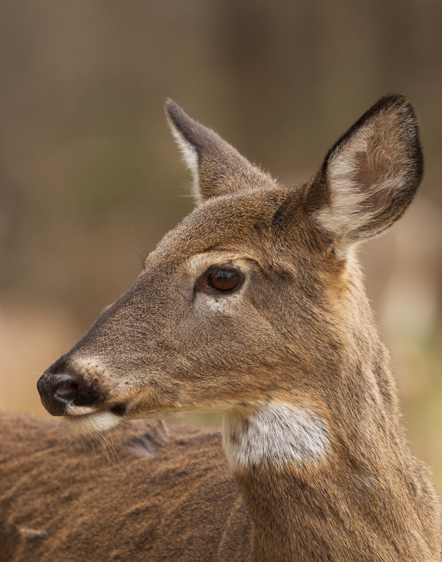 Fall Deer_576A2860P.jpg