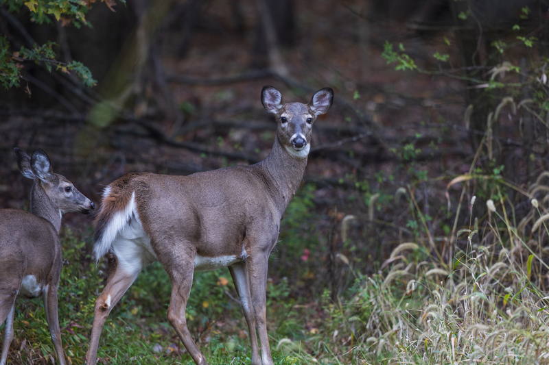 Fall Deer_576A3657P.jpg