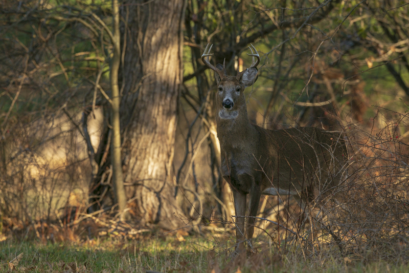 Fall deer_576A1362P.jpg