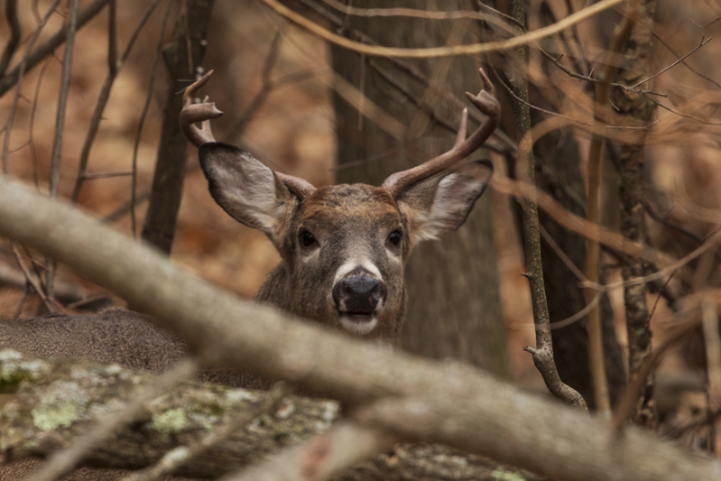 Fall deer_576A2844P.jpg