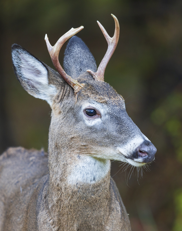 Fall deer_576A2969P.jpg
