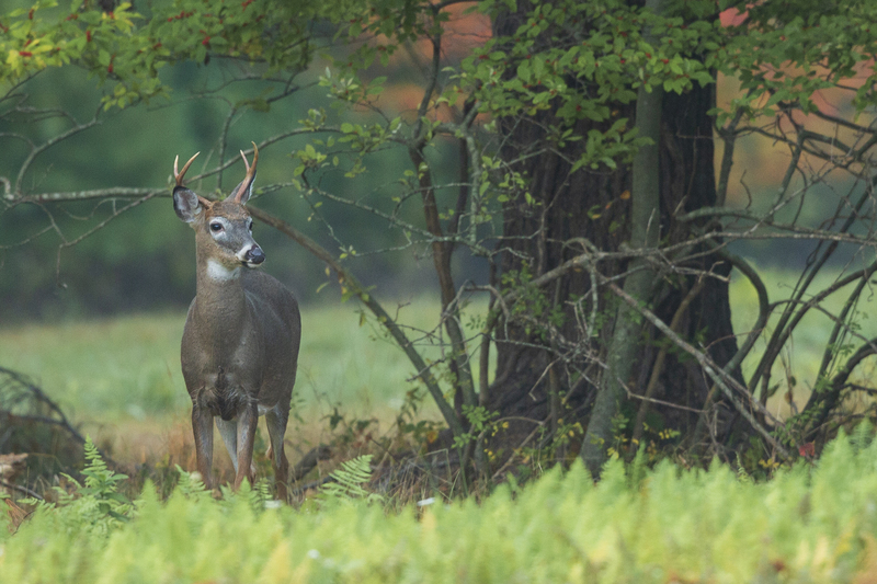 Fall deer_576A8819.jpg