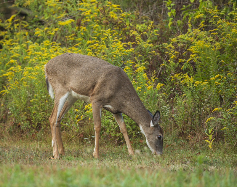 Fall deer_576A8832.jpg