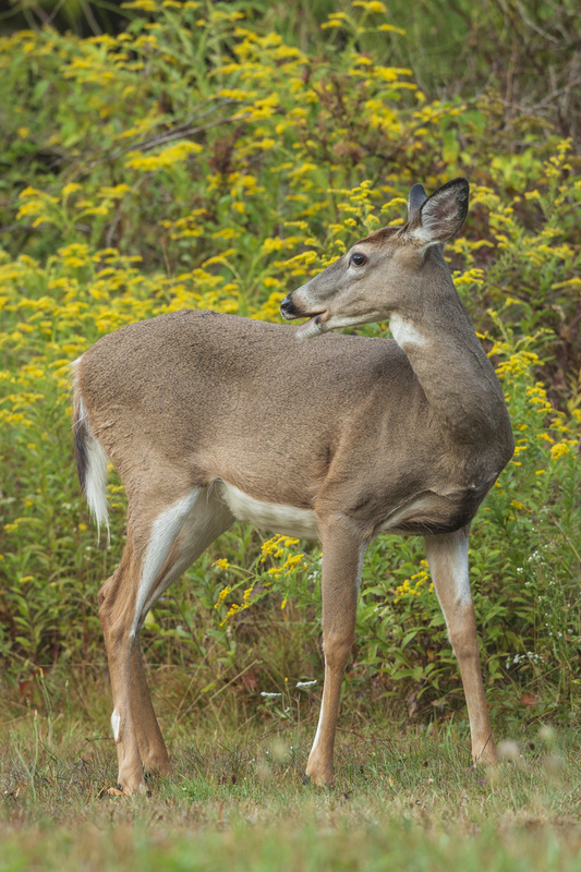 Fall deer_576A8835.jpg