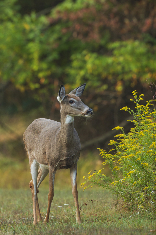 Fall deer_576A8857.jpg