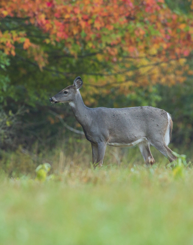 Fall deer_576A8915.jpg