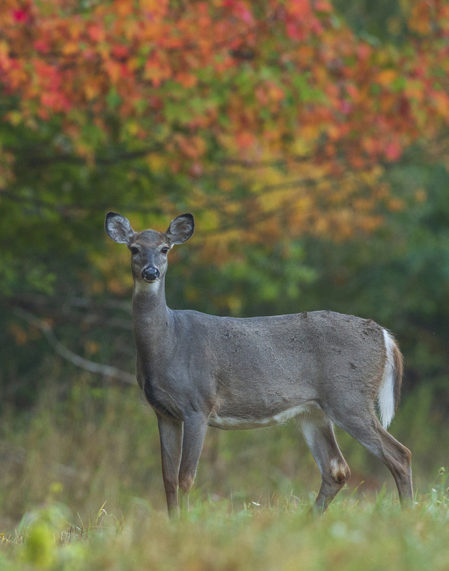 Fall deer_576A8921.jpg