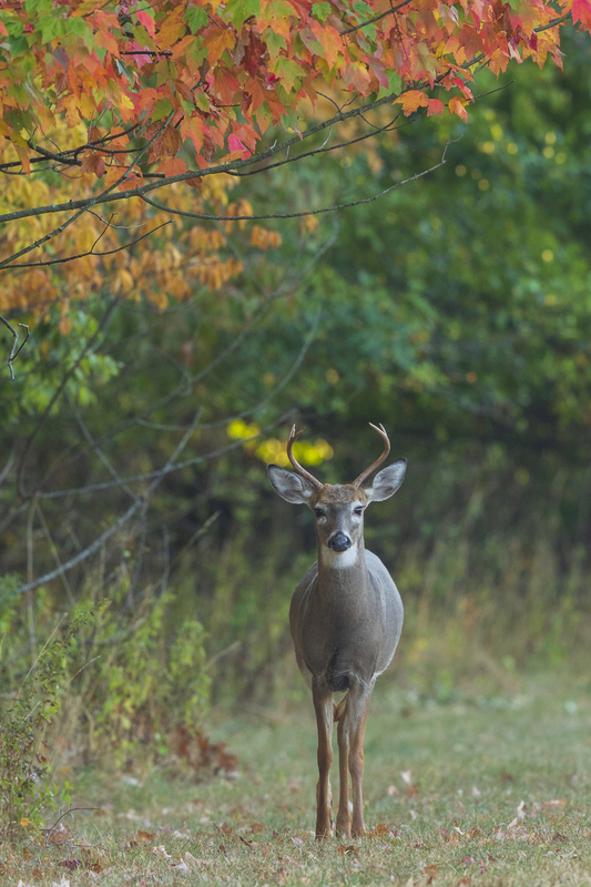 Fall deer_576A8949.jpg