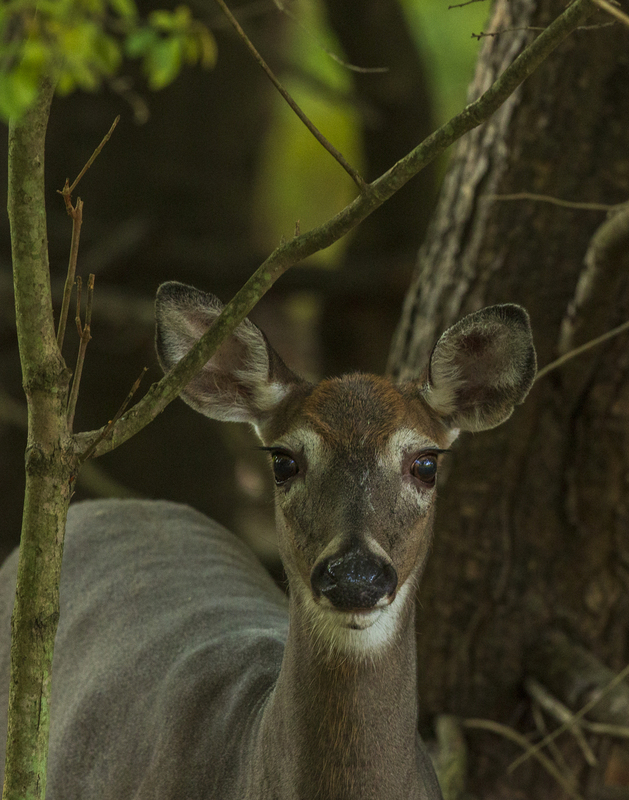 Fall deer_576A8968.jpg