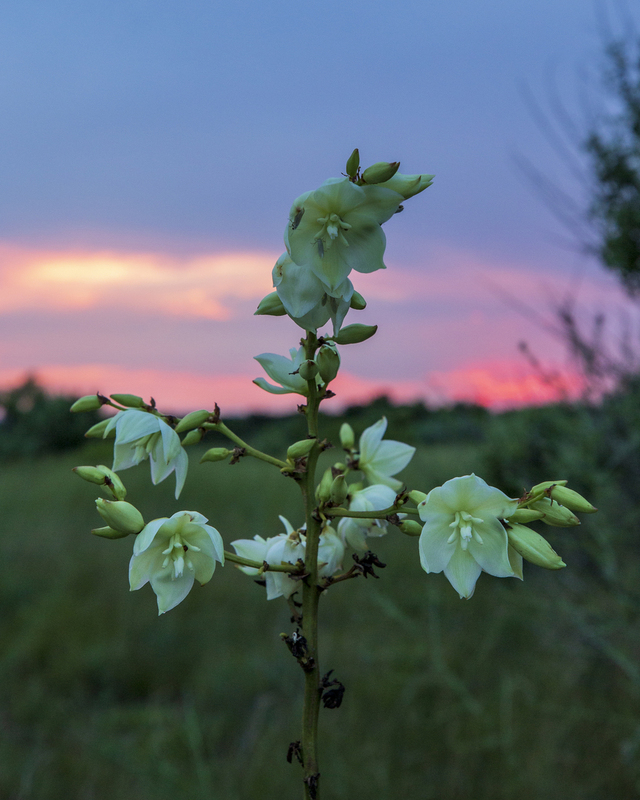 Flower_576A6351 8x10 11x14 16x20 30x40(1).jpg