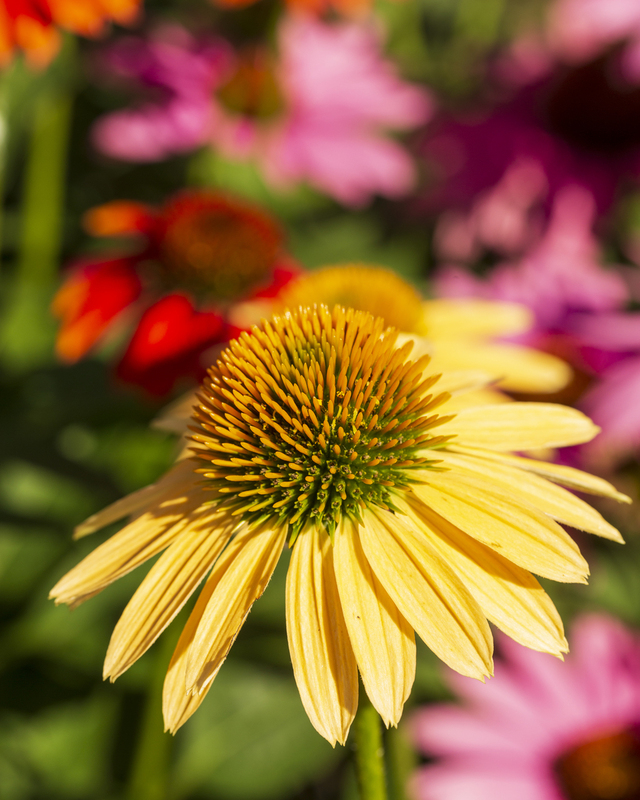 Flower_576A6813 8x10 11x14 16x20 30x40(1).jpg