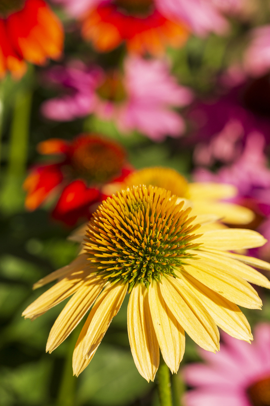 Flower_576A6813 8x12 12x18 16x24 20x30 24x36(1).jpg