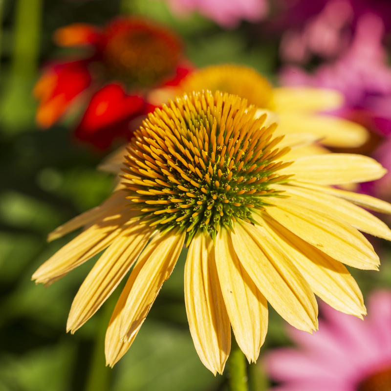 Flower_576A6813 square(1).jpg