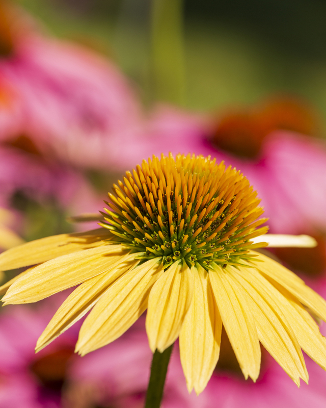 Flower_576A6816 8x10 11x14 16x20 30x40(1).jpg