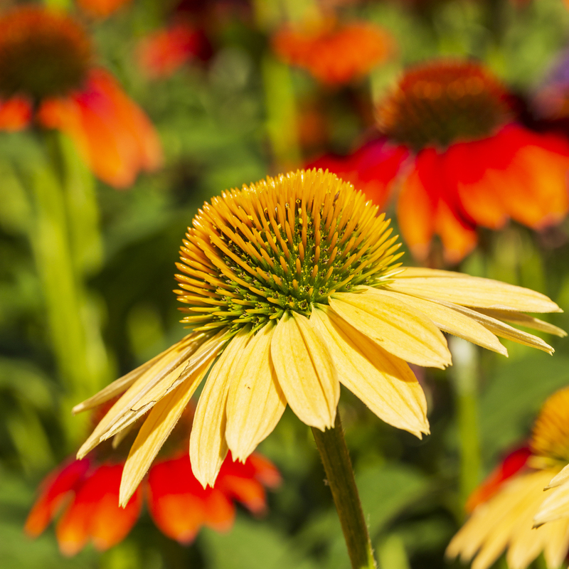 Flower_576A6819 square(1).jpg