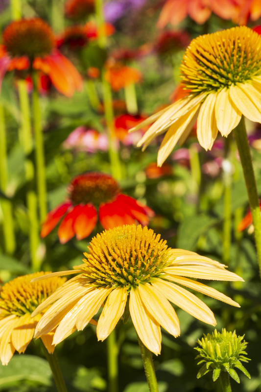 Flower_576A6848 8x12 12x18 16x24 20x30 24x36(1).jpg
