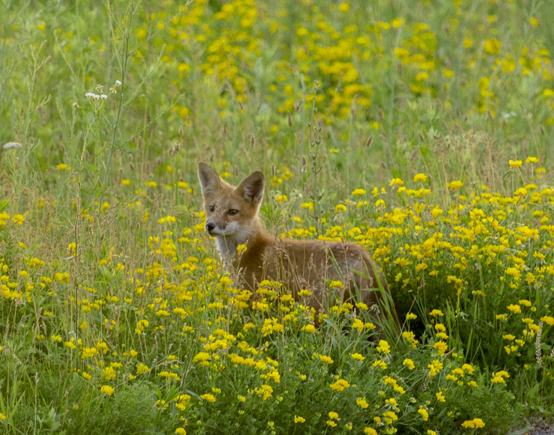 Fox_049_11x14.jpg
