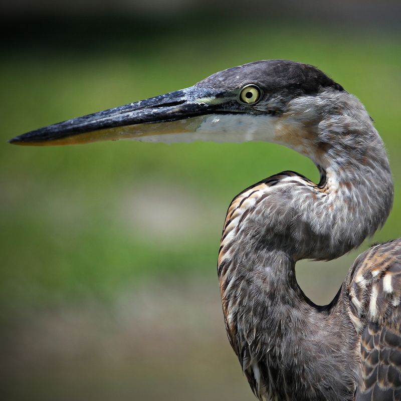 Great Blue Heron_12x12.jpg