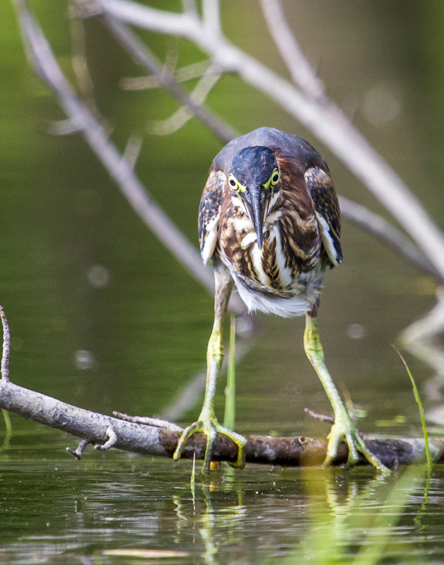 Green Heron_11x14_262.jpg