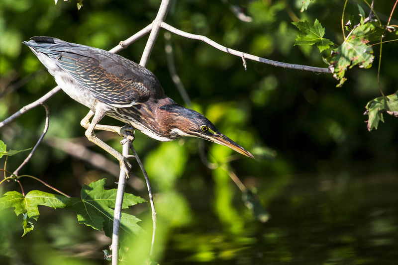 Green Heron_12x18_233.jpg