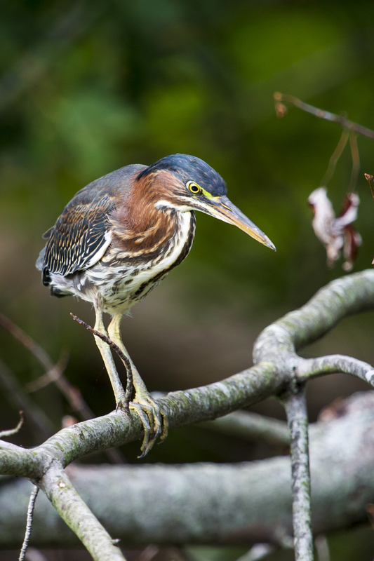 Green Heron_16x24_257.jpg