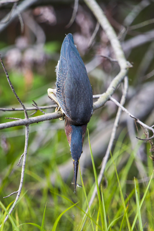 Green Heron_16x24_302.jpg