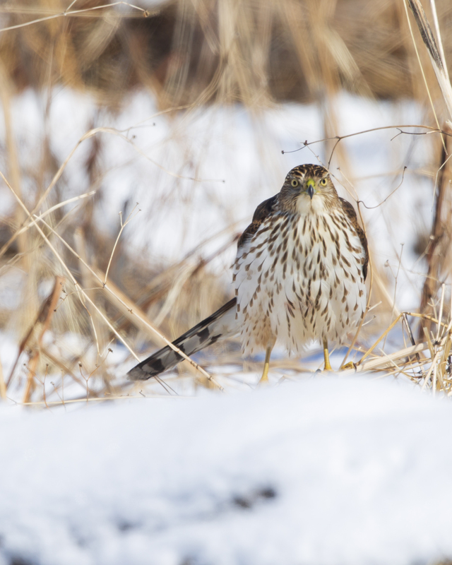 Hawk_16x20_576A6304.jpg