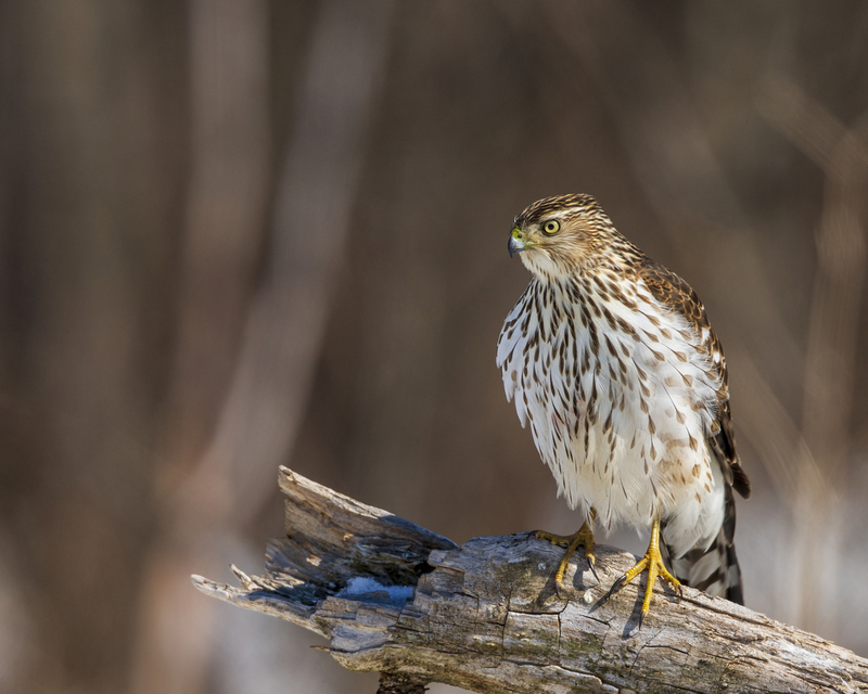 Hawk_16x20_576A6337.jpg