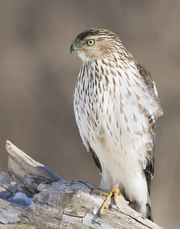 Hawk_374_11x14.jpg