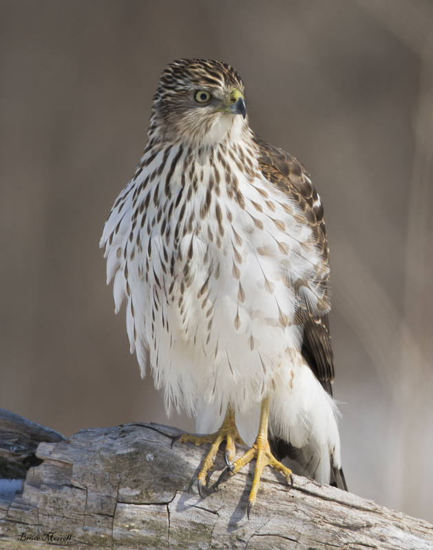 Hawk_6340_11x14.jpg