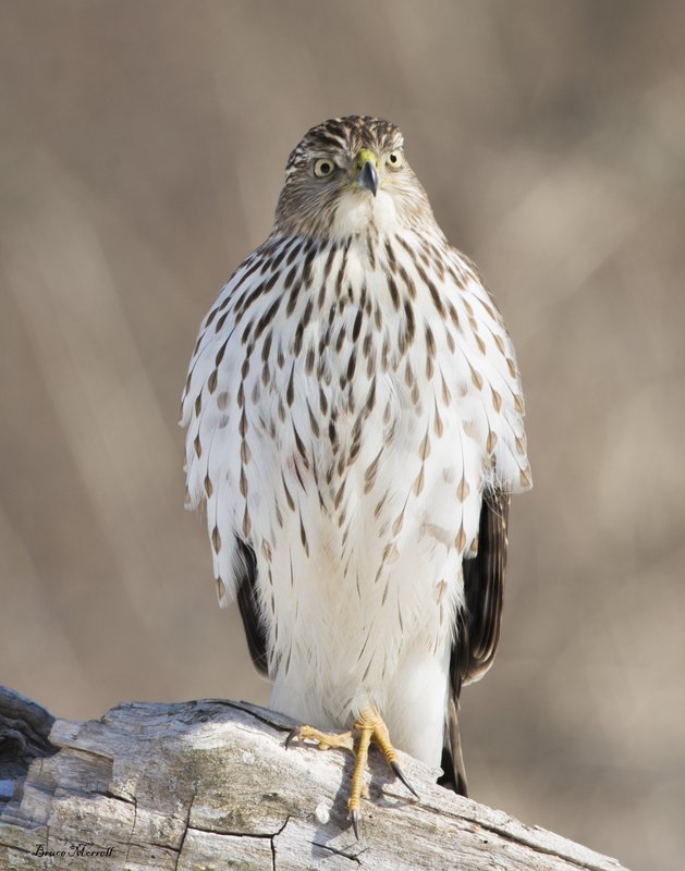 Hawk_6361_11x14.jpg
