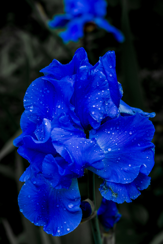 Iris_12x18_2M0A1971.jpg