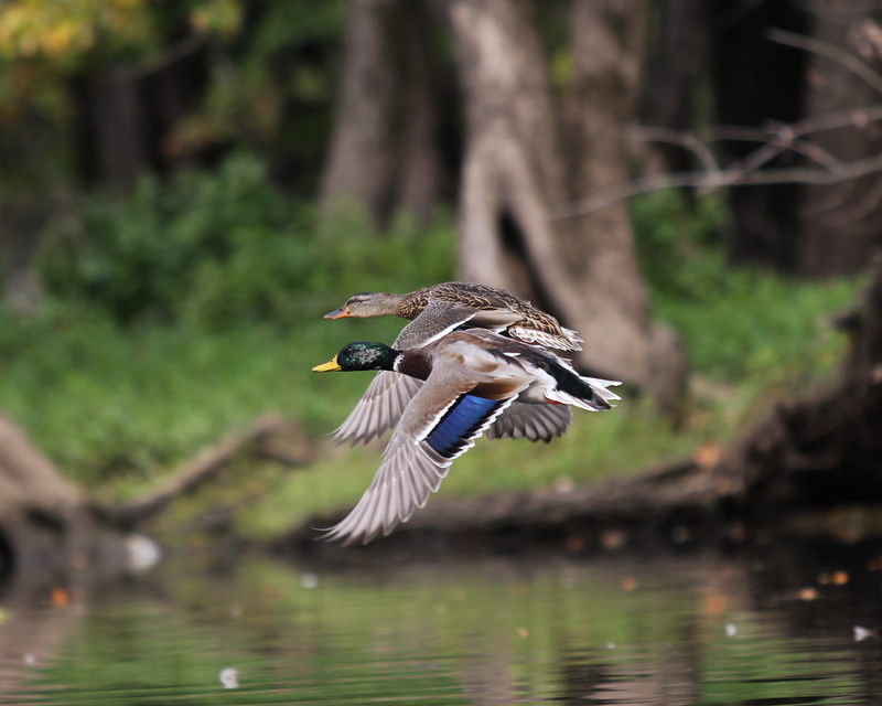 Mallard Ducks.jpg