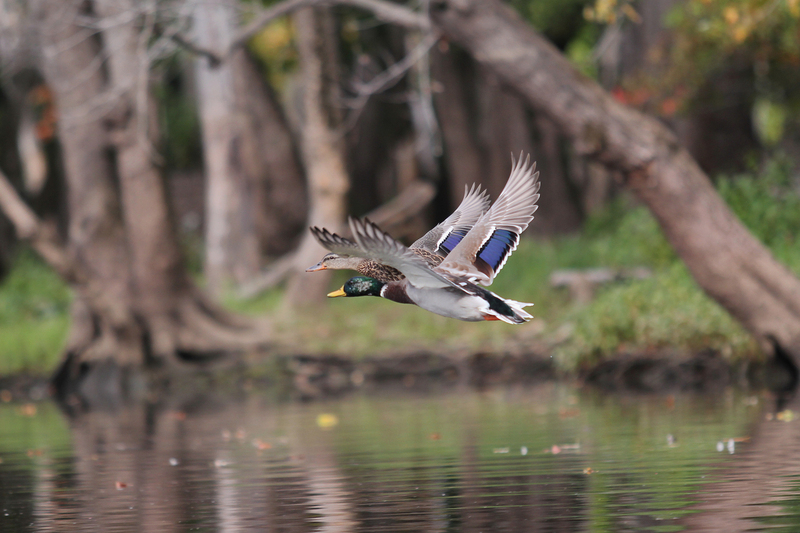 Mallard Ducks1.jpg