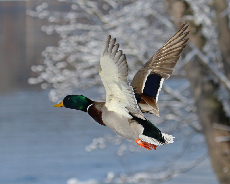 Mallard duck6_8x10.jpg