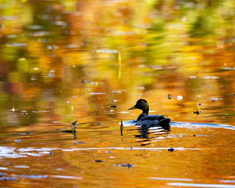 Mallard_16x20_576A2361.jpg
