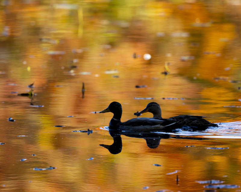 Mallards_16x20_576A2358 (1).jpg
