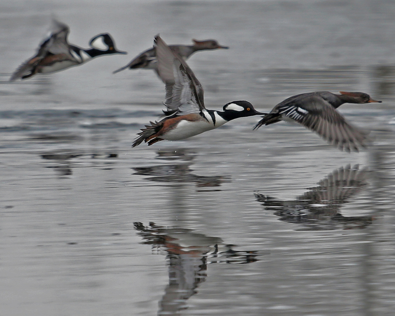 Merganser in flight_101_8x10.jpg
