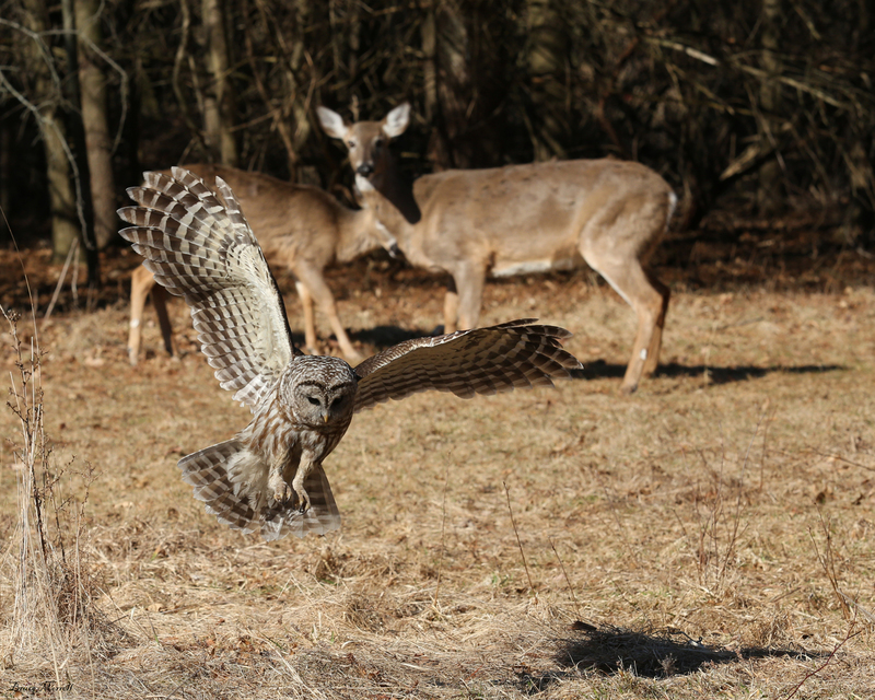 Owl and Deer_444_A(1).jpg