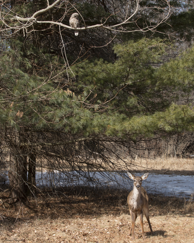 Owl and deer_0032_AB(1).jpg