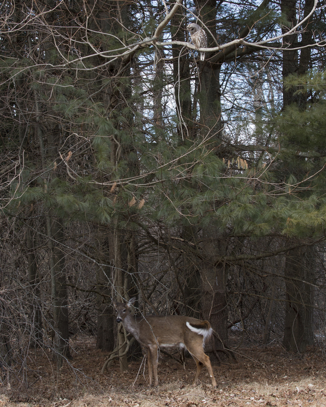 Owl and deer_0097_AB(1).jpg