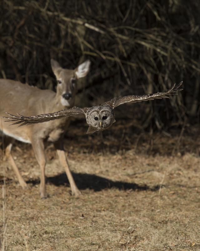 Owl and deer_438_AB(1).jpg