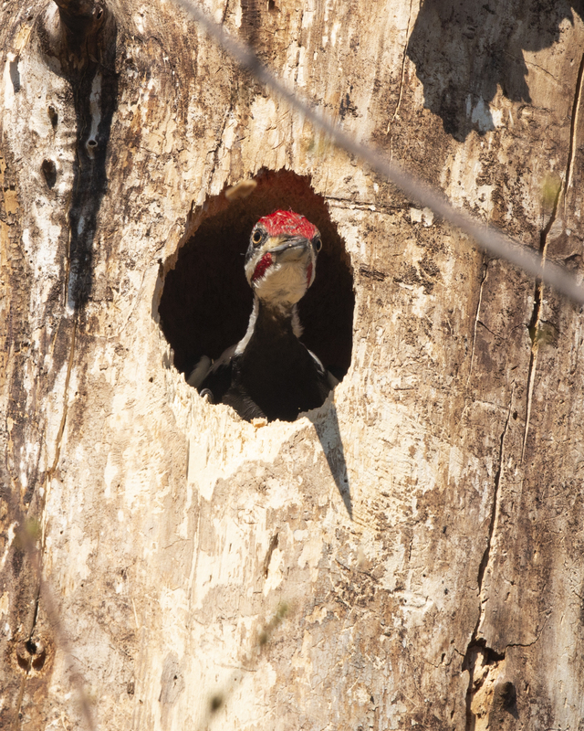 Piliated WoodPecker_ IMG_9664_8x10.jpg