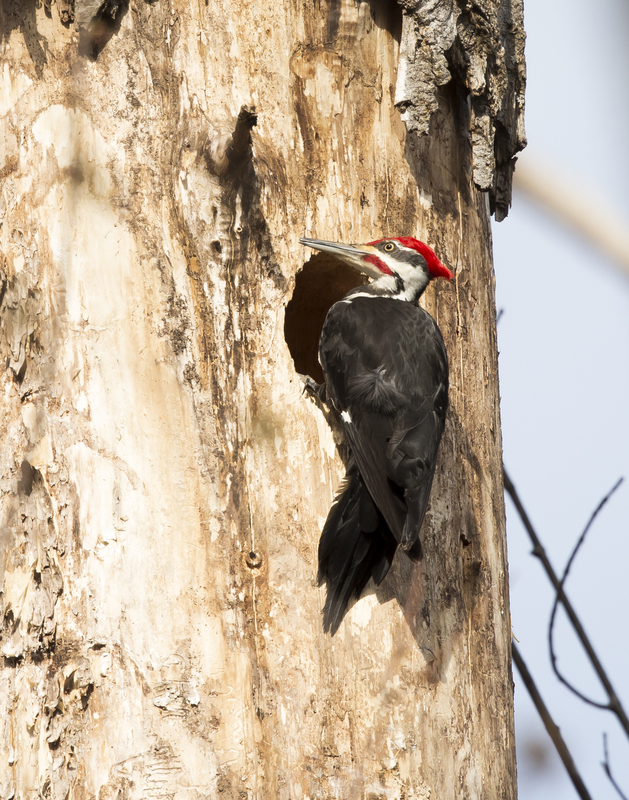 Piliated Woodpecker_576A5080.jpg