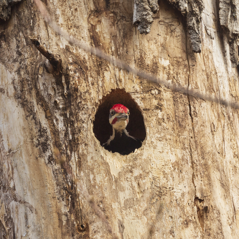 Piliated woodpecker_576A5616.jpg