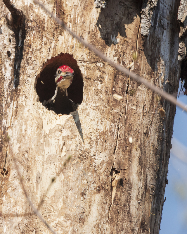 Piliated woodpecker_IMG_9662_8x10.jpg