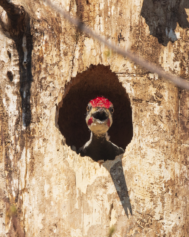 Piliated woodpecker_IMG_9668_8x10.jpg
